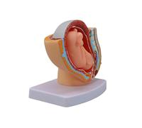 Modèle professionnel d'anatomie pelvienne féminine avec foetus amovible à terme complet pour formation hospitalière et étude obstétrique Modèle anatomique pelvien pour étudiant