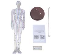 Modèle professionnel de point d'acupuncture humain mâle femelle avec points d'acupuncture Outil pédagogique chinois anglais points d'acupuncture
