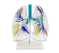 Modèle pulmonaire 3D Transparent, modèle Anatomique avec Structure bronchique et Base de Support for l'étude de l'équipement de la faculté de médecine, étude et enseignement