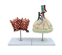 Modèle pulmonaire agrandi segments lobules alvéoles bronches anatomiques