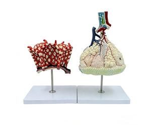 Modèle pulmonaire agrandi segments lobules alvéoles bronches anatomiques