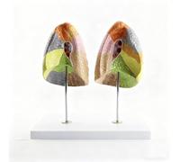 Modèle pulmonaire coloré grandeur nature pour l'enseignement丨Modèle anatomique en 2 parties avec base, affichant les 10 segments pulmonaires pour étudiants en soins infirmiers