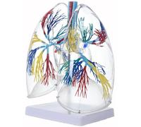 Modèle pulmonaire humain en PVC transparent avec arbre bronchique, organe respiratoire anatomique pour enseignement en classe et en laboratoire, modèle poumon gauche et droit transparent