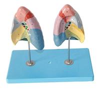 Modèle Pulmonaire Humain - Modèle Anatomique D'organe Humain Modèle Anatomique Pulmonaire Système Respiratoire Modèle De Segment Pulmonaire - pour Une Aide Au Train Éducative