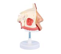 Modèle réaliste d ' anatomie nasale humaine pour rapport de | Modèle Nasal anatomique pour aide à la formation éducative, modèle d ' organe humain pour aide à l ' enseignement