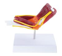 Modèle réaliste d'anatomie du coude humain avec muscles nerfs coude droit Modèle d'anatomie pour démonstration en salle de classe Fournitures pédagogiques anatomiques