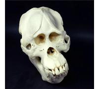 Modèle réaliste de crâne d'orang-outan à l'échelle 1:1 | Doté d'un design de spécimen réaliste for Halloween, la décoration intérieure et l'affichage du zoo.