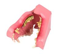 Modèle réaliste de dents de chien pour l'enseignement vétérinaire avec anatomie précise, améliore l'efficacité d'apprentissage, les dents de chien et la médecine dentaire pour chien