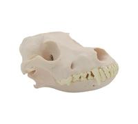 Modèle réaliste de squelette de tête de chien modèle anatomie tête de chien tête de chien pour conférences d'entraînement vétérinaire