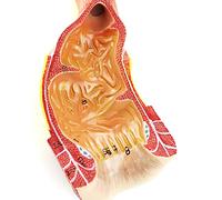 Modèle rectal humain à l'échelle 1:1, modèle de rectum et de canal, outil pédagogique anatomique en PVC for études médicales.