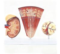 Modèle rénal 3X agrandi : néphron et glomérule avec repères numériques