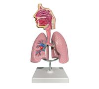 Modèle respiratoire pulmonaire 3D - Modèle anatomique amovible pour enseigner l'anatomie et la physiologie avec outil d'affichage de la base, de la tête et des poumons