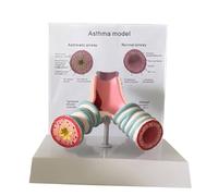 Modèle s Bronches Didactique, Asthme Trachée | Éducatif, Modèle Système Respiratoire, Réaliste, Maqute, Étudiants En Mécine