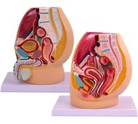 Modèle sagittal du bassin masculin et féminin grandeur nature, 1 pièce, for étude des applications médicales - Génito-urinaire détaillé