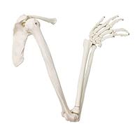 Modèle scientifique de squelette du bras humain, bras anatomique grandeur réel, scapula et os articulé de la main,Manuel détaillé du produit (français non garanti)