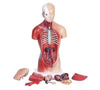 Modèle se Torse Humain, Modèle se Torse Anatomique, 15 Parties Amovibles Modèle s'anatomie se Torse Humain, Modèle Humain se Corps pour Comprendre La Structure Physiologique du Corps