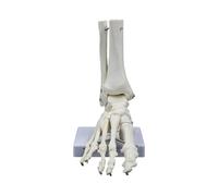 Modèle squelette articulaire du pied humain Modèle d'os articulaire pour les paramètres cliniques Enseignement Recherche et rapport de conférence et cheville