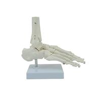 Modèle Squelette de Pied Droit Entièrement Articulé avec Base | Anatomie Scientifique Flexible avec Base d ' affichage pour Cabinet Médical, Patient d ' apprentissage de l ' éducation