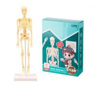 Modèle squelette du corps humain facile à assembler, outil d'apprentissage de l'anatomie STEM, fournitures pédagogiques, cadeau