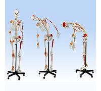 Modèle squelette humain 180 cm Réplique anatomique avec support roulant | Modèle anatomique de squelette humain pour un usage éducatif, parfait pour les étudiants en médecine et les études