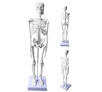 Modèle squelette humain 45 cm pour anatomie, petit squelette modèle anatomique, modèle d'anatomie fonctionnel pour les études de médecine et les cliniques