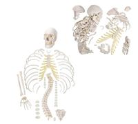 Modèle squelette humain désarticulé pour l'étude d'anatomie, grandeur nature avec main et pied articulés pour un apprentissage détaillé