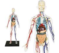 Modèle Squelette Humain Transparent 60 Pièces Détachable Anatomie Outil Pédagogique pour Étudiants Médicaux et Amateurs