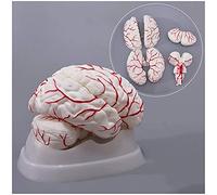 Modèle Squelette, modèle d'anatomie, modèle Cerveau - Modèle Cerveau Humain, modèle d'artère cérébrale - Modèle d'enseignement médical du Cerveau détachable 8 Parties pour l'aide pédagogique médic