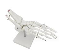 Modèle squelette osseux du pied - Structure osseuse du pied - Modèle d'enseignement médical - pour l'enseignement orthopédique de l'os du pied, du fibula et de la phalange (B)
