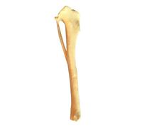Modèle squelettique de Tibia de chien modèle d ' anatomie squelettique de Tibia de chien, squelette d ' aide pédagogique médicale de squelette squelette de Simulation