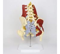 Modèle squelettique de vertèbre pelvis spinale modèle d'anatomie pelvienne avec muscles du plancher pelvien Modèle squelettique adulte Modèle squelettique Modèle d'anatomie squelettique adulte