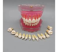 Modèle Standard Dentaire Standard 28 Modèle de dent Amovible Complet Gums Soft Modèle d'enseignement Adulte Modèle Dentaire dentisterie