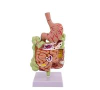 Modèle structurel du système digestif humain ; Modèle de pathologie rectale humaine pour l’enseignement et la formation cliniques ; Système digestif humain codé A