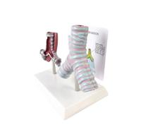Modèle Système Respiratoire, Comparaison Trachée A | Didactique, Modèle s Bronches, Anatomique, Maqute