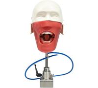 Modèle Tête Simulateur Dentaire Mannequin Dentaire Unité De Simulation Tête Avec Support Banc Convient Aux Dentistes Assistants Dentaires Éducation Dentaire Outil Formation Pratique A