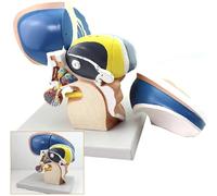 Modèle thalamique neuro anatomique, système nerveux cérébral à grossissement 3X, modèle d'anatomie humaine scientifique intuitif du cerveau - 4 parties, for la structure, l'anatomie et les