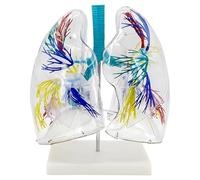 Modèle transparent de segment pulmonaire humain, modèle anatomique d'enseignement pulmonaire, démonstration de la structure de la trachée et de l'arbre bronchique, matériaux en PVC, haut degré de simu