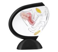Modèle Transparent de Structure de L’utérus en PVC pour Étude Médicale | Outil Pédagogique, Organe Reproducteur Féminin Visible, Usage Pratique en Milieu Médical, pour Élève et Infirmier