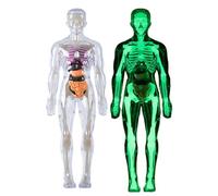 Modèle Transparent de Structure du Corps Humain, Modèles de Squelette Humain Organisés, Kit d'Anatomie 3D de 29 Pièces avec Organes et Os Amovibles, Assemblage pour Enfants ou Enseignants