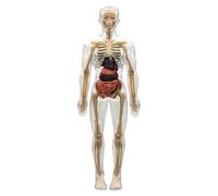 Modèle Transparent de Structure du Corps Humain, Modèles de Squelette Humain Organisés, Kit d'Anatomie 3D de 29 Pièces avec Organes et Os Amovibles, Assemblage pour Enfants ou Enseignants