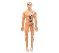 Modèle Transparent de Structure du Corps Humain, Modèles de Squelette Humain Organisés, Kit d'Anatomie 3D de 29 Pièces avec Organes et Os Amovibles, Assemblage pour Enfants ou Enseignants