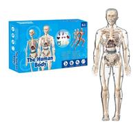 Modèle transparent du corps humain - Diagramme de l'anatomie humaine - Kit de modélisation squelette portable pour l'enseignement - Modèle d'organe 4D interactif pour les élèves (entièrement