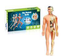 Modèle transparent du corps humain - Diagramme de l'anatomie humaine - Kit de modélisation squelette portable pour l'enseignement - Modèle d'organe 4D interactif pour les étudiants (translucide)
