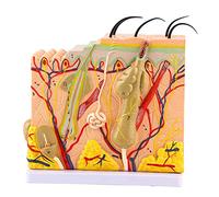 Modèle Tridimensionnel D'anatomie de la Peau Humaine, Structure Claire Agrandie 50 Fois, Fournitures de Laboratoire D'aide Pédagogique avec 25 Diagrammes étiquetés pour étudiants