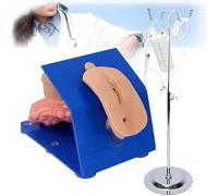 Modèle urétral de soins de santé pour la pratique du cathétérisme et du lavement, mannequin homme/femme avec base stable pour l'enseignement des compétences médicales