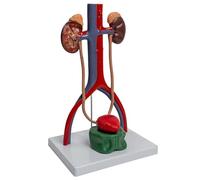 Modèle urinaire et reproductif humain 1:1, modèle urogénital pour rapport de conférence, fournitures d'enseignement de biologie