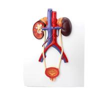 Modèle Urinaire - Modèle Anatomique Humain - Modèle Vessie Et D'urètre - Ce Modèle Est Destiné Aux Expositions Pédagogiques De Laboratoire D'urologie Et Biologie Des Facultés Médecine A