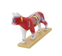 Modèle vétérinaire professionnel Acupoint avec modèle Meridian P Anatomie Animal Needling