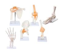 Modèles anatomiques d'articulations humaines - Ensemble d'anatomie fonctionnelle avec modèles flexibles d'épaule, de genou, de hanche, de coude, de pied et d'articulation de la main