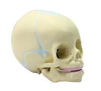 Modèles anatomiques, fœtus Humain, bébé médical, modèle crâne Anatomique, Squelette pédagogique 30 semaines, Fournitures d'enseignement des Sciences médicales